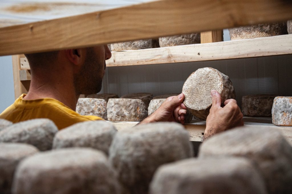 Fromager qui inspecte l’affinage d’un fromage.