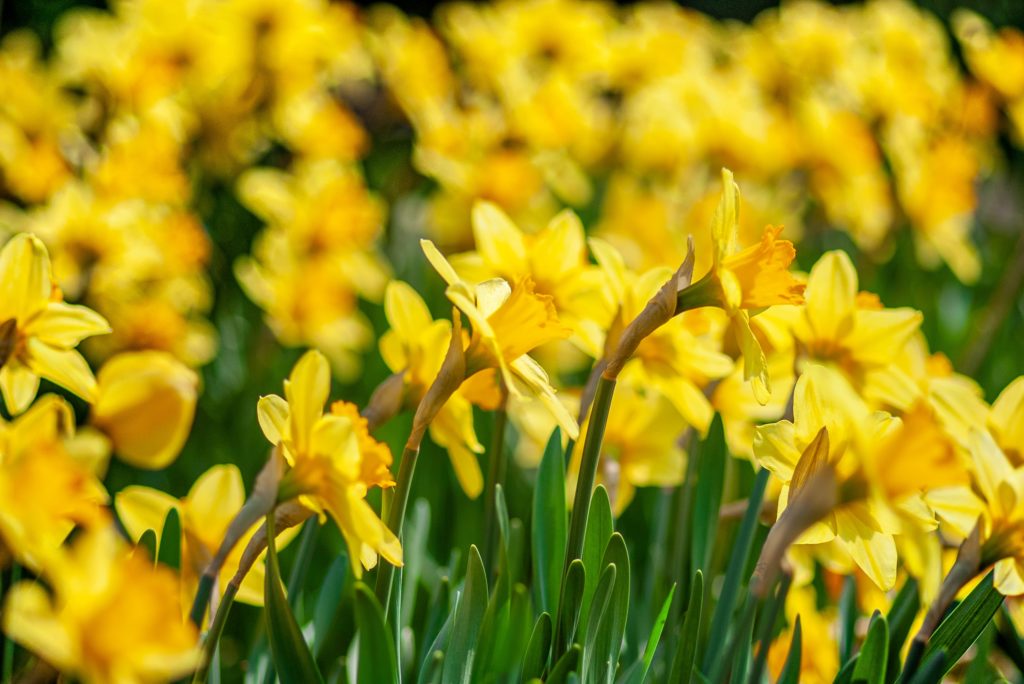 Champ de jonquilles