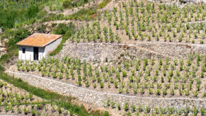 Vallée du Rhône septentrionale