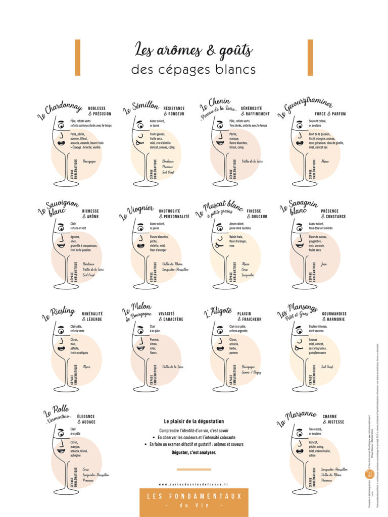 Illustration des arômes et goûts des cépages blancs.